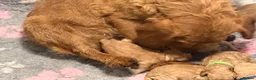 Labradoodle dogs for sale: Beautiful small / miniature labradoodles  - Advert 9