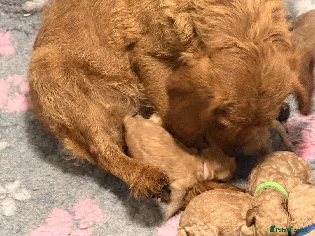 Labradoodle dogs for sale: Beautiful small / miniature labradoodles  - Advert 9