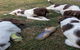 English Springer Spaniel dogs for sale: 2025 FTCH ROSEBAY BLUE,WELL MARKED LITTER ESS PUPS - Image 6