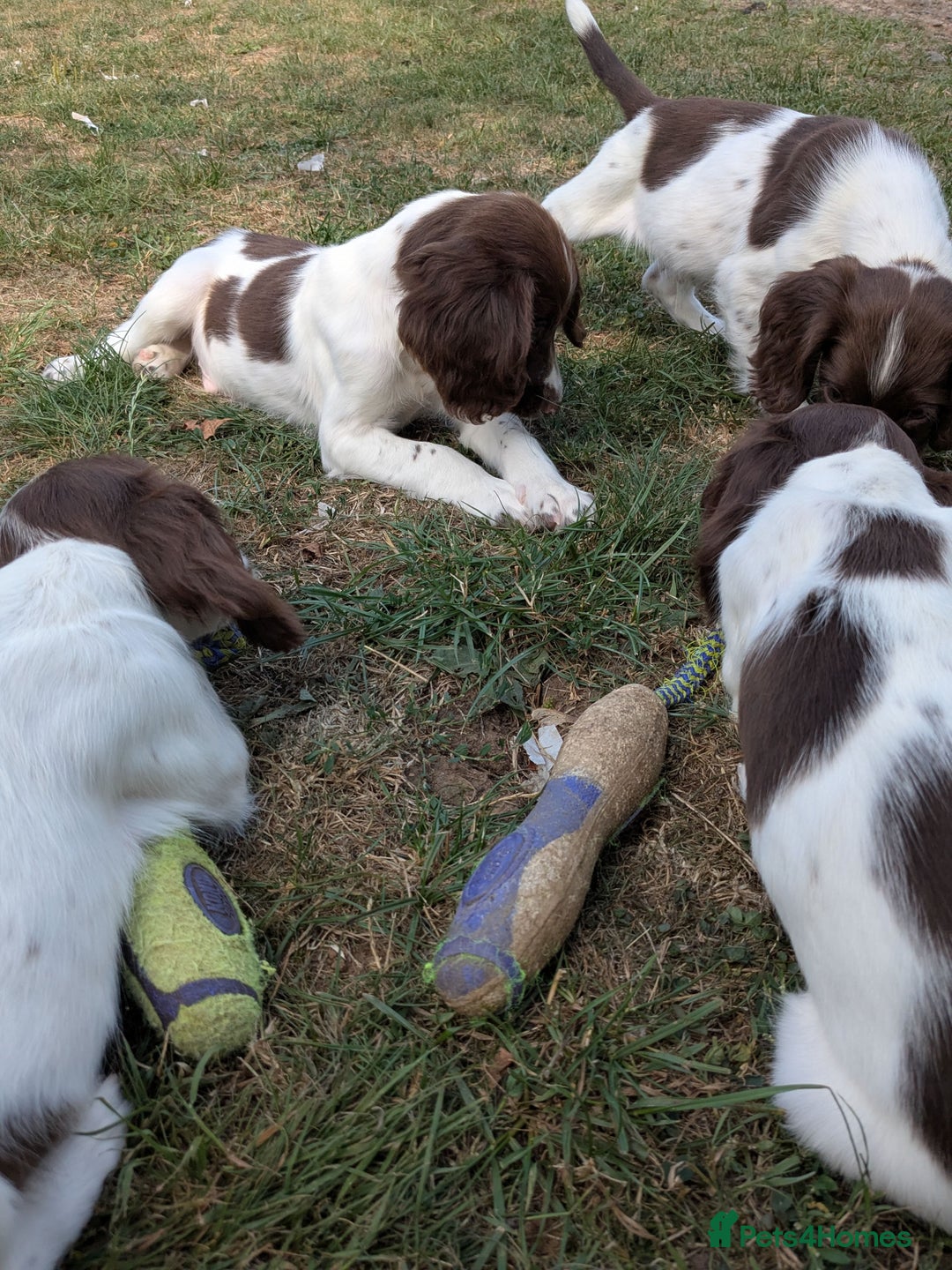 English Springer Spaniel dogs for sale: 2025 FTCH ROSEBAY BLUE,WELL MARKED LITTER ESS PUPS - Image 6