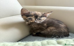 Domestic Shorthair cats for sale: Gorgeous kittens - Image 12
