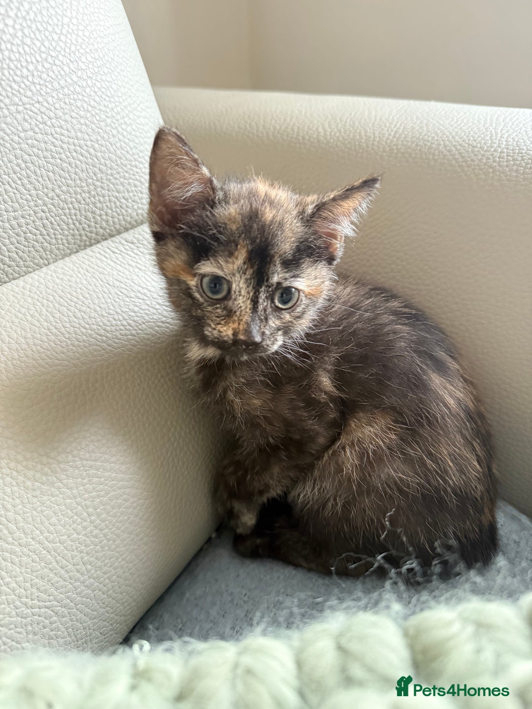 Domestic Shorthair cats for sale: Gorgeous kittens - Image 12