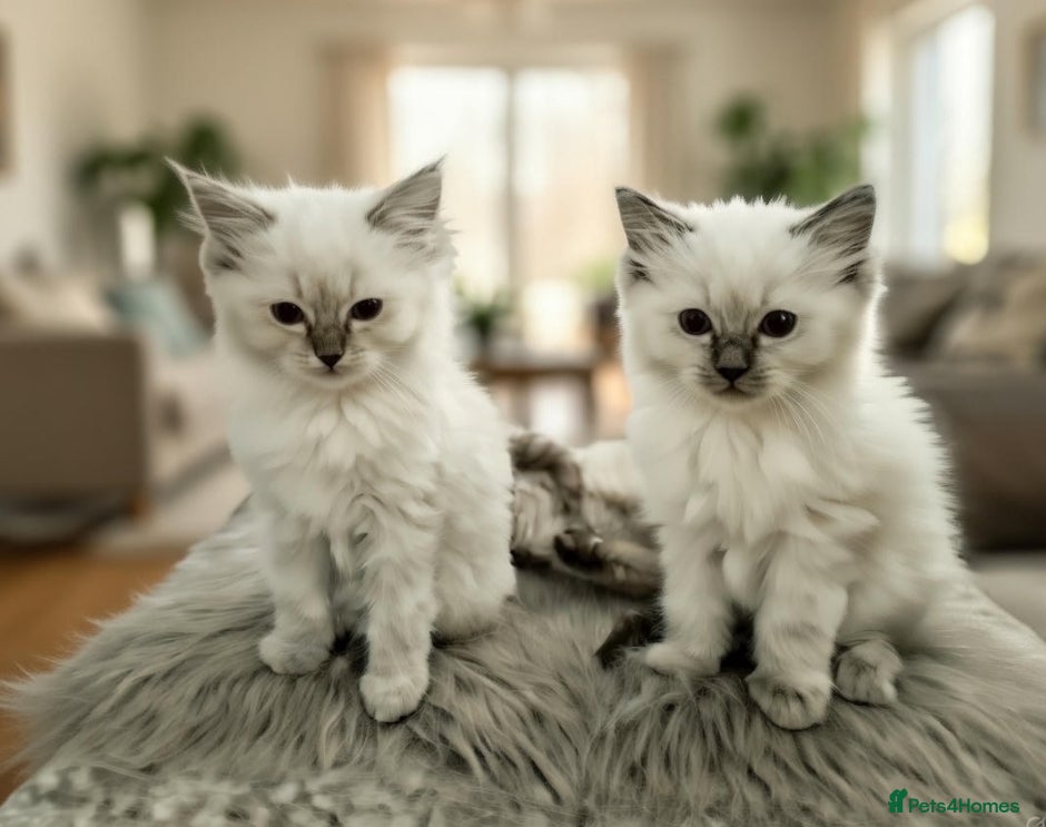 Ragdoll cats GCCF Ragdoll Kittens – PET or Active - Advert 5