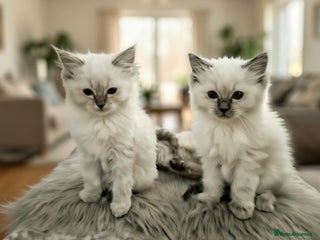 Ragdoll cats GCCF Ragdoll Kittens – PET or Active - Advert 1