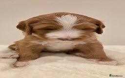 Australian Labradoodle dogs for sale: Australian Labradoodle Puppies  - Image 3
