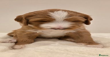 Australian Labradoodle dogs - Advert 2