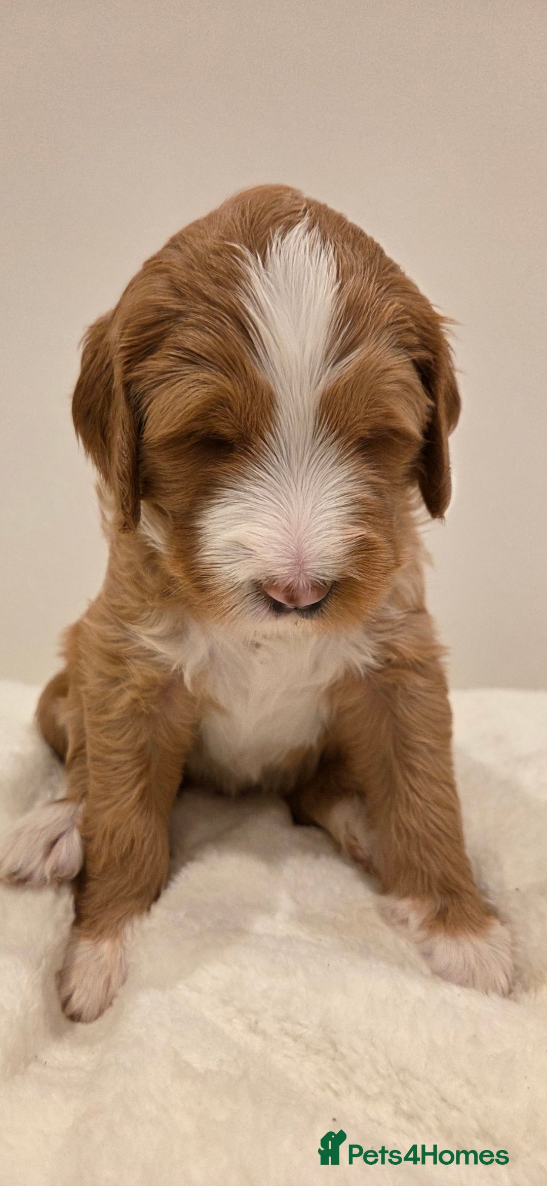 Australian Labradoodle dogs for sale: Australian Labradoodle Puppies  - Image 3