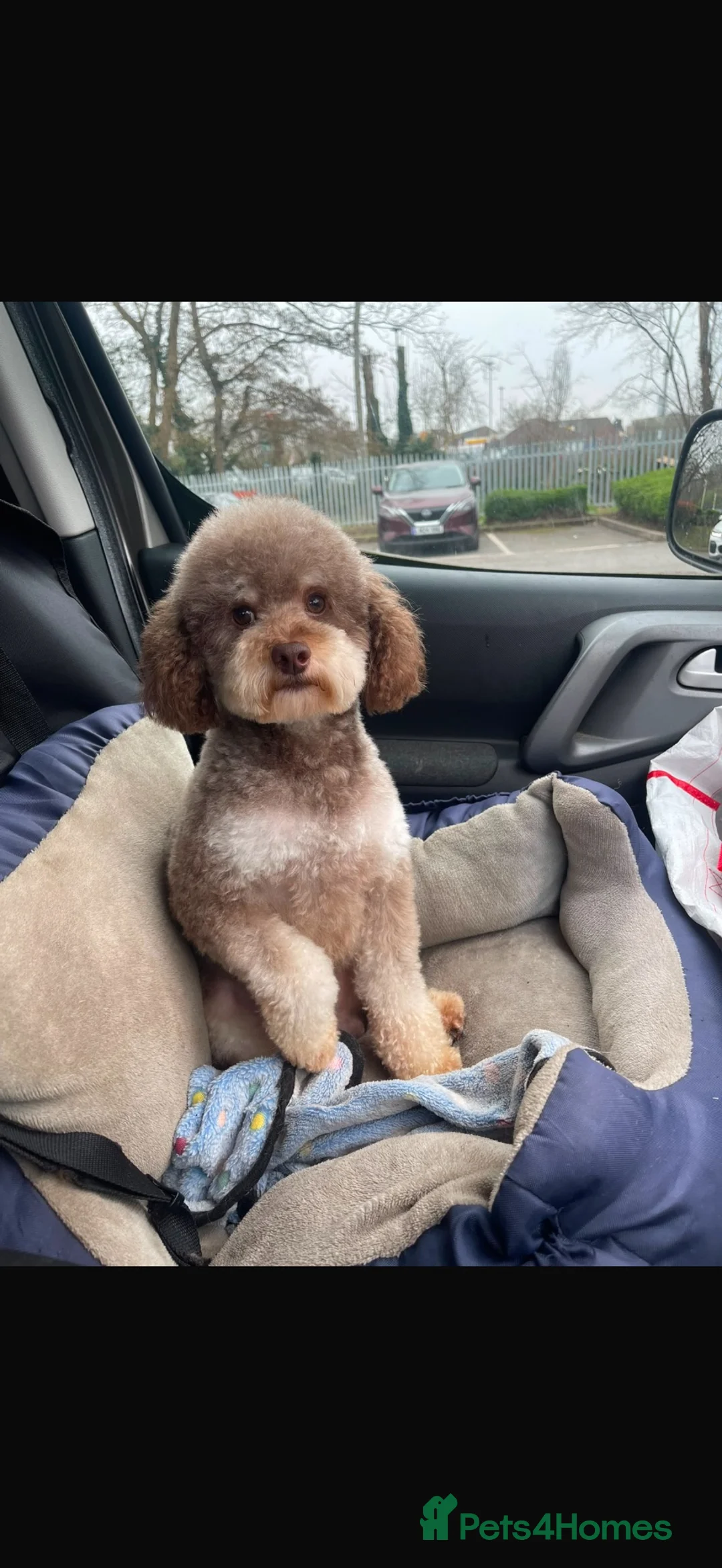 Cockapoo dogs for sale: Stunning cockerpoo litter in Woking - Advert 2