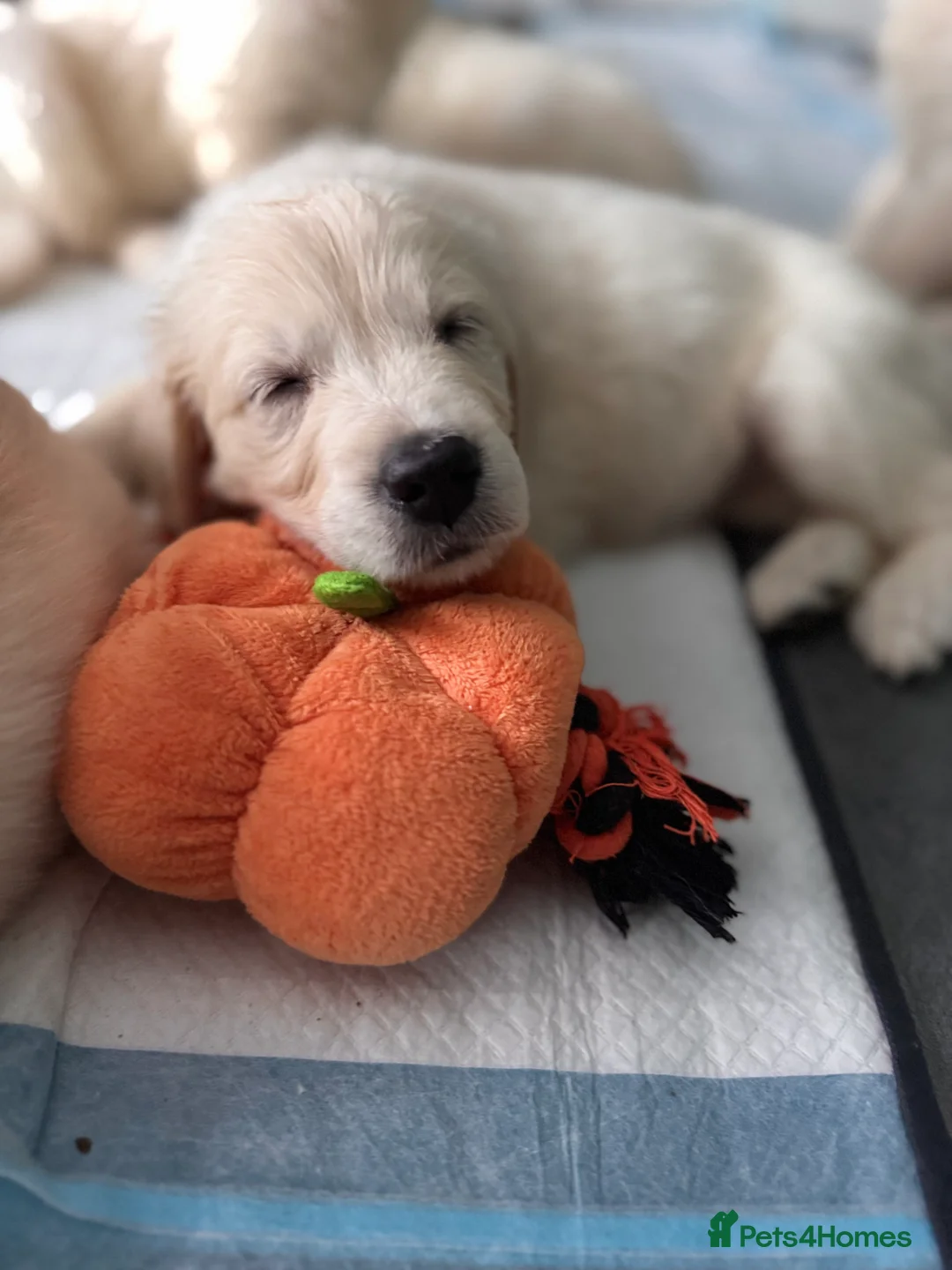 Golden Retriever dogs for sale: KC Champion Line Golden Retriever puppies💗💙 - Advert 23