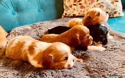 Cavalier King Charles Spaniel dogs for sale: Stunning KC Cavalier King Charles Spaniel Puppies. - Image 5