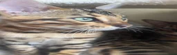 Bengal cats for sale: TICA Registered Bengal Kitten - Stunning Rosettes - Advert 3