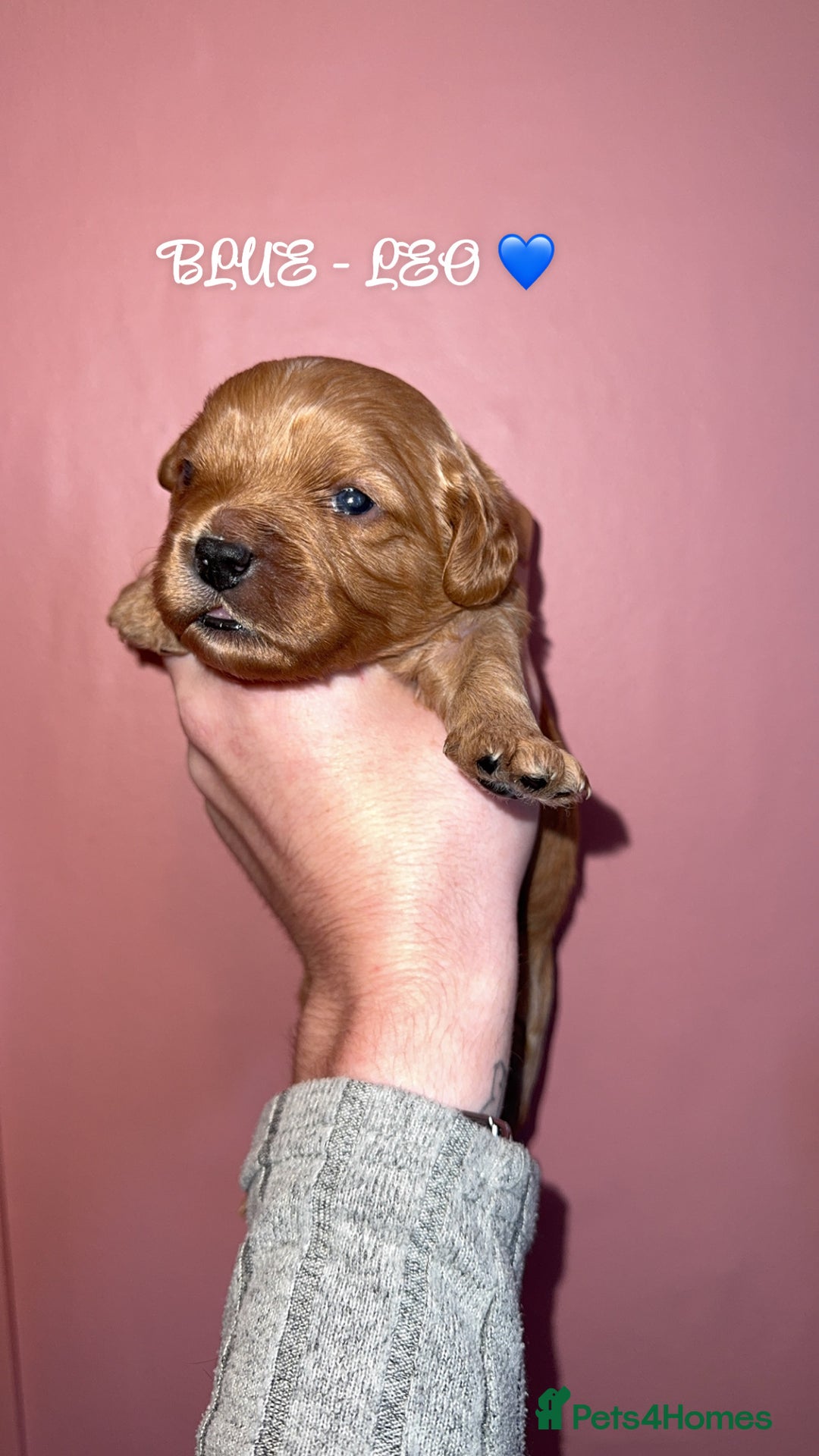 Cavapoo dogs for sale: F1b Cavapoo  - Image 3
