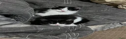 Mixed Breed cats for sale: Half Persian kittens 1 boy 3 females - Advert 3