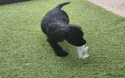 Sprocker dogs for sale: SPROCKER PUPPIES  - Image 4