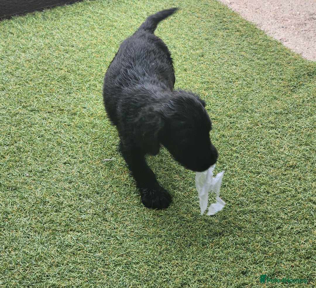 Sprocker dogs for sale: SPROCKER PUPPIES  - Image 4