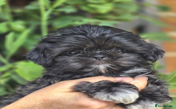 Shih Tzu dogs - Advert 3