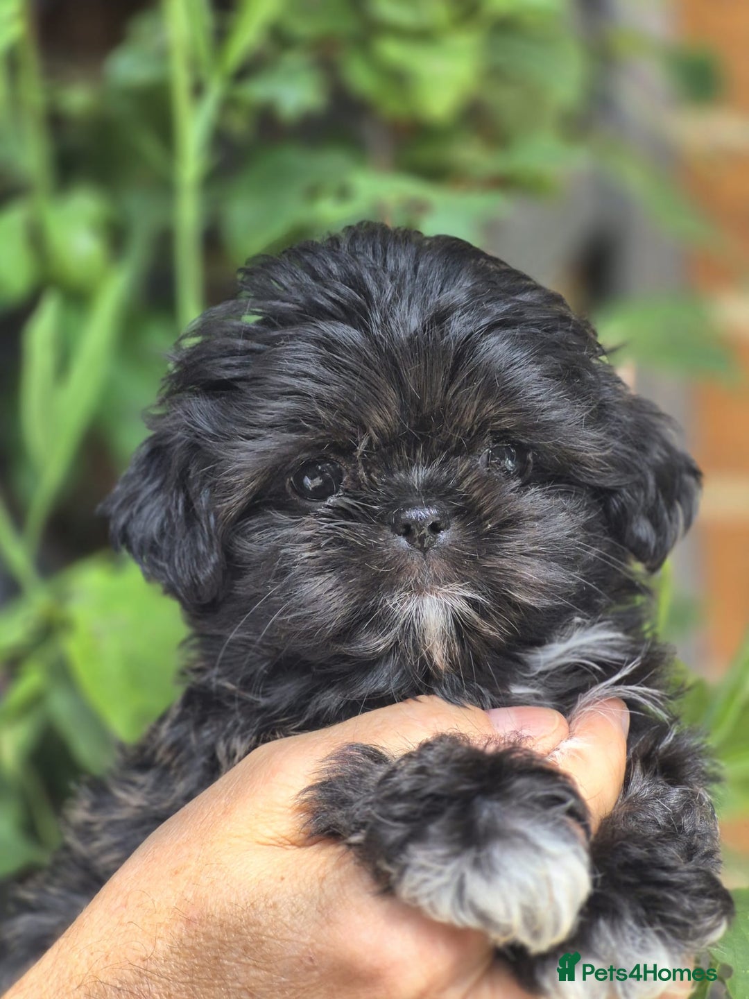 Puppies Smallest Shih Tzu Breed Dog Breed Pics Of Shih Tzu Puppies