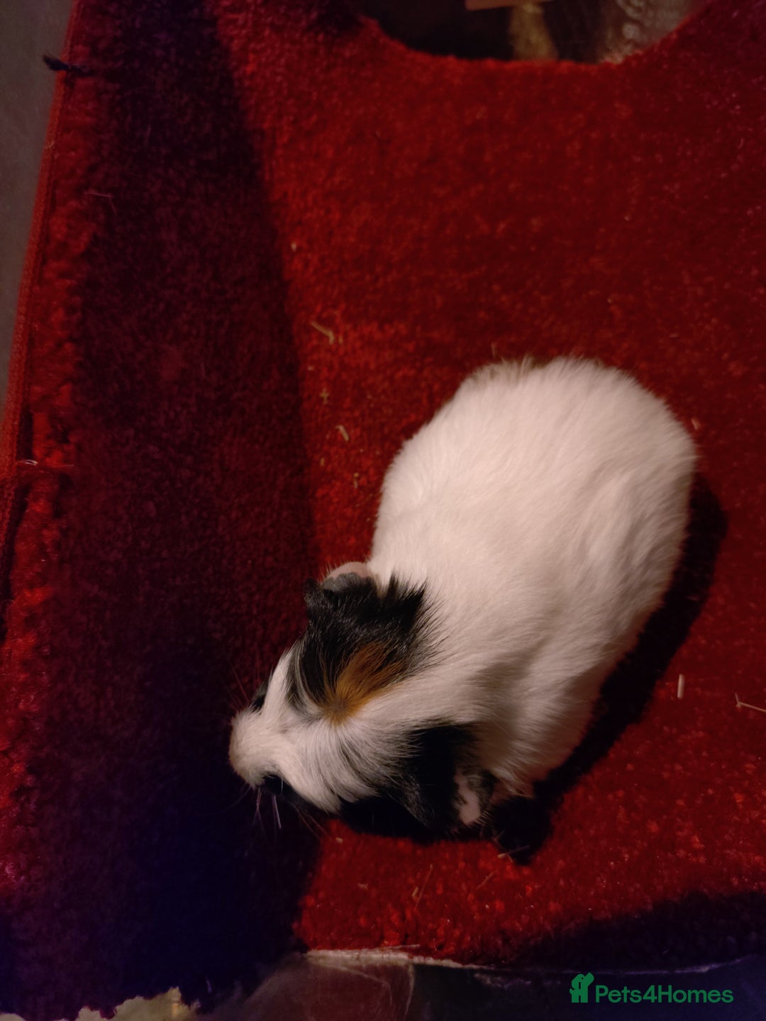 Guinea Pig rodents for sale: Baby guinea pig females and males - Advert 6