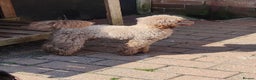Toy Poodle dogs for stud: Stunning Chocolate Toy Poodle  in Stafford - Advert 17