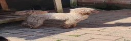 Toy Poodle dogs for stud: Stunning Chocolate Toy Poodle  in Stafford - Advert 18