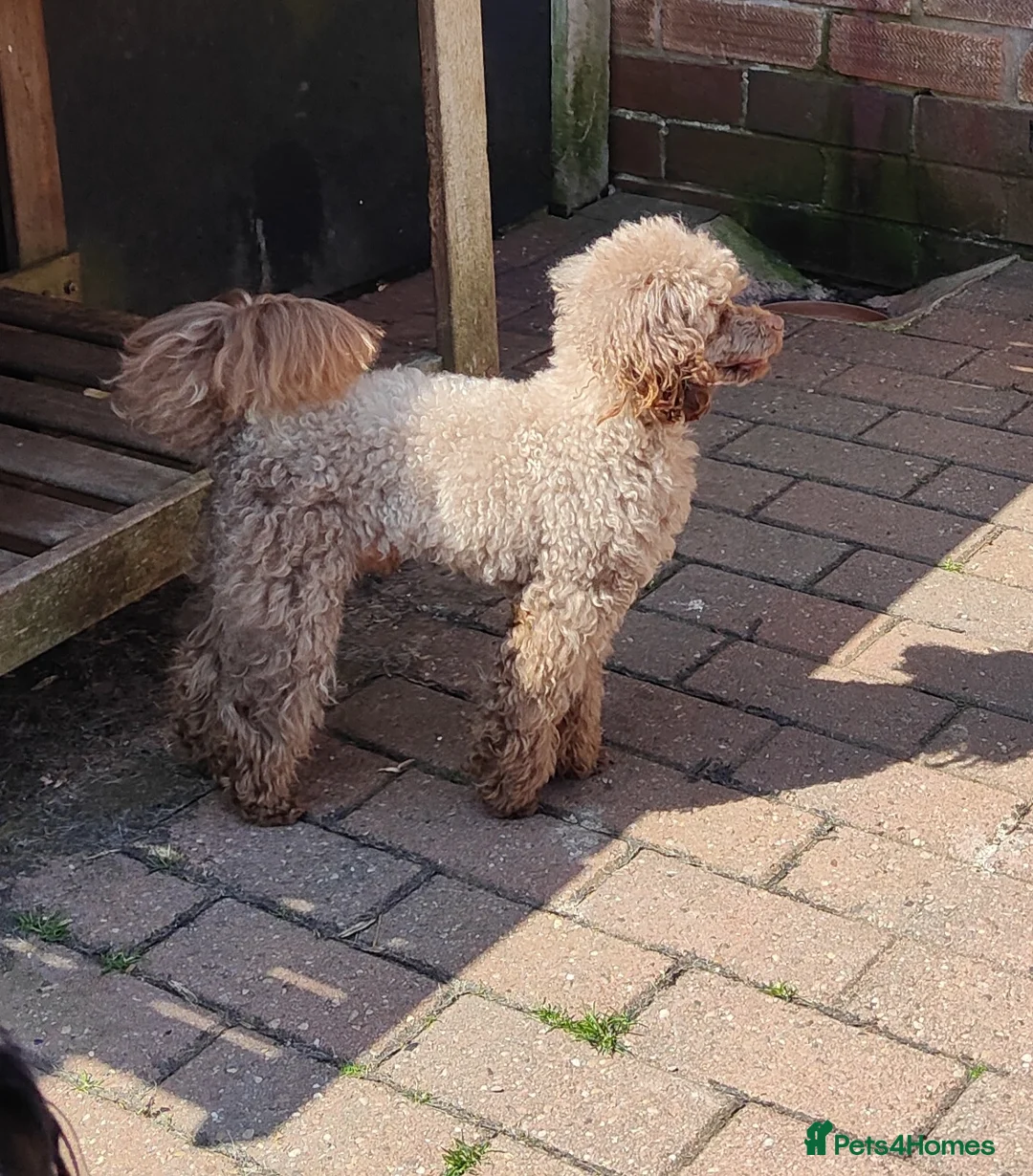 Toy Poodle dogs for stud: Stunning Chocolate Toy Poodle  in Stafford - Advert 18