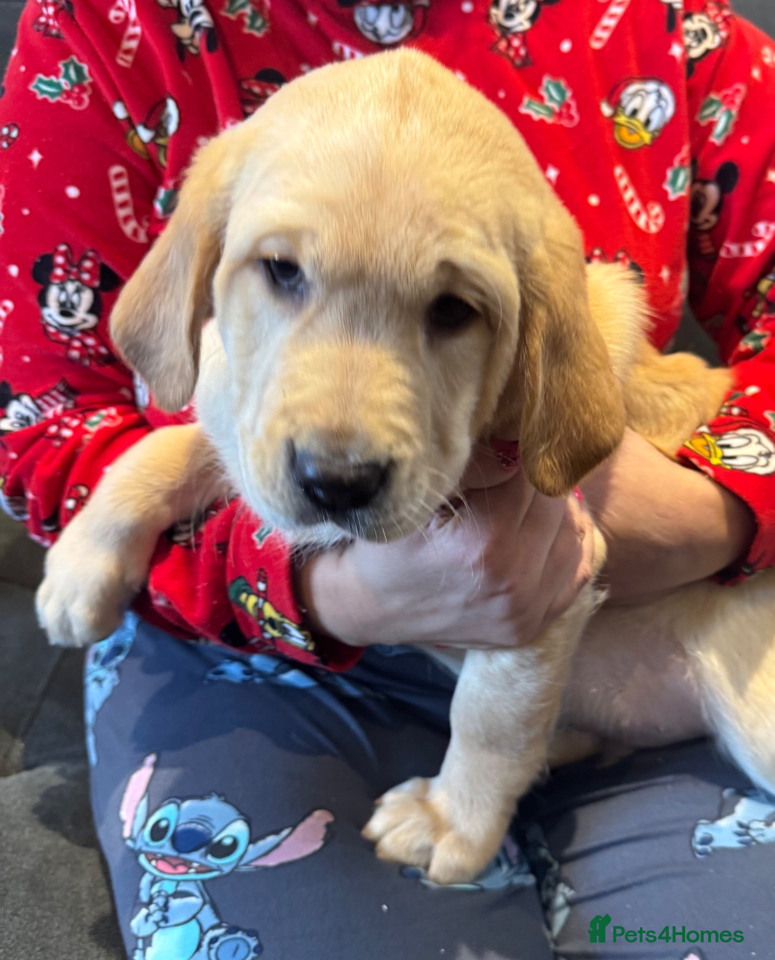 Mixed Breed dogs for sale: F1 Goldador puppies - Advert 1