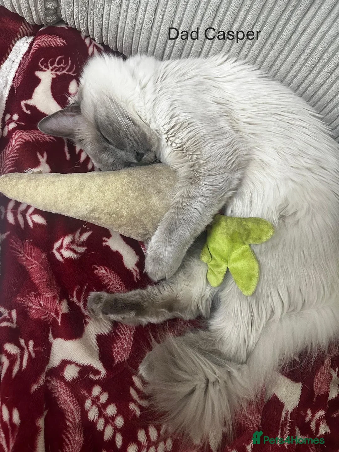 Ragdoll cats for sale: Adorable and friendly Ragdoll Kittens - Advert 36