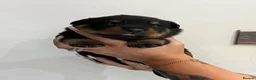 Rottweiler dogs for sale: Outstanding KC registered Rottweiler puppies  - Advert 5