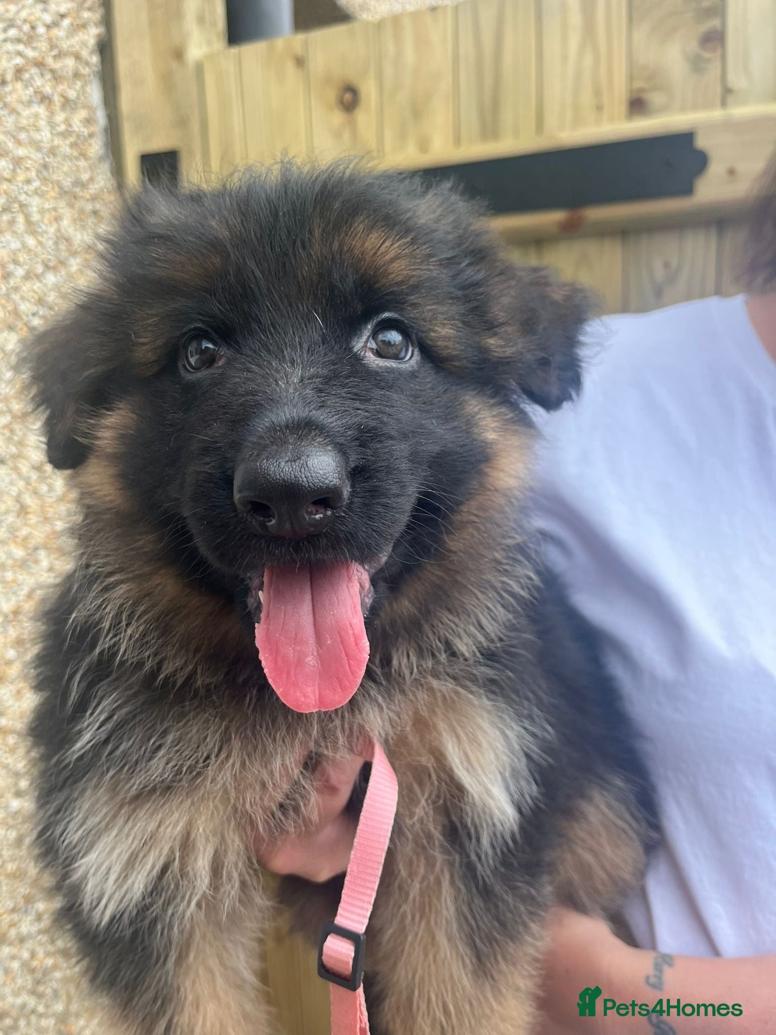 German Shepherd dogs STUNNING LONG HAIRED KC GERMAN SHEPHERD PUPPIES - Advert 2