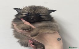 Pomeranian dogs for sale: LAST GIRL READY NOW Pomeranian puppies - Advert 21