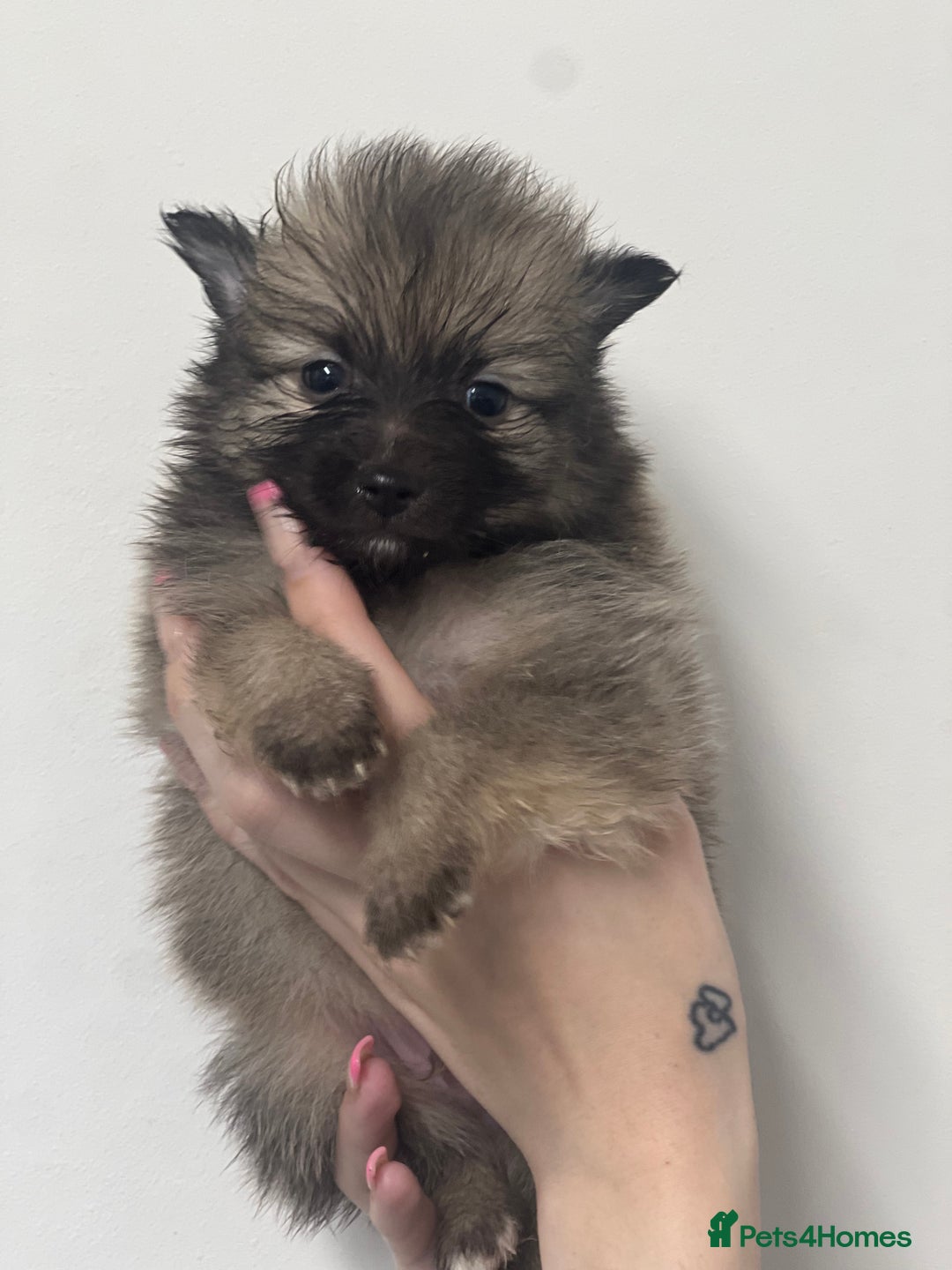 Pomeranian dogs for sale: LAST GIRL READY NOW Pomeranian puppies - Advert 21