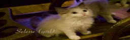 Ragdoll cats for sale: TICA championship Ragdoll Kittens  in London - Advert 8