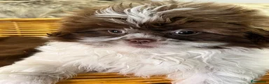 Shih Tzu 2