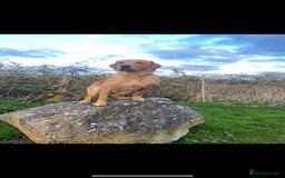 Labrador Retriever dogs for sale: Beautiful kc reg red labs. WORKING LINES - Image 14