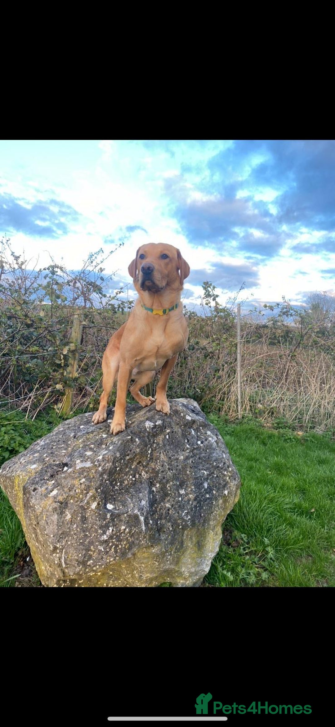 Labrador Retriever dogs for sale: Beautiful kc reg red labs. WORKING LINES - Image 14
