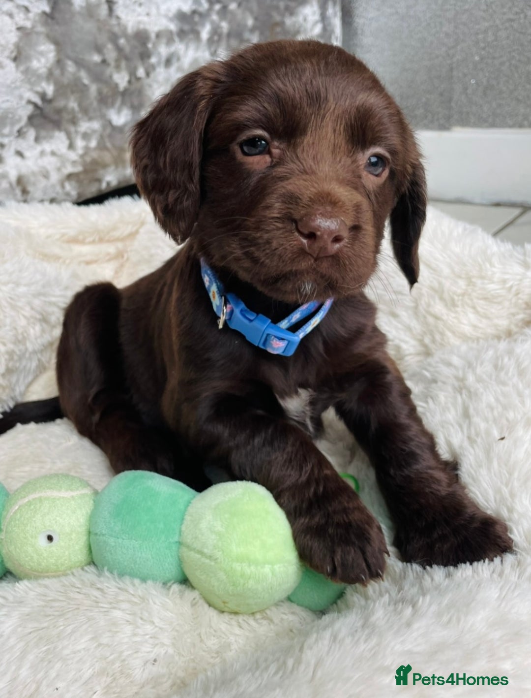 Sprocker dogs for sale: Stunning sprocker puppies  - Advert 21