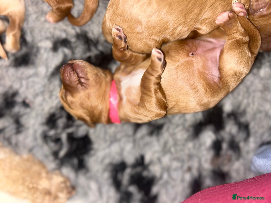 Cavapoo dogs for sale: Rare unique moyen Cavapoos - Image 11
