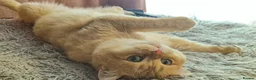 British Shorthair cats for stud: BSH registed proven stud - Advert 10