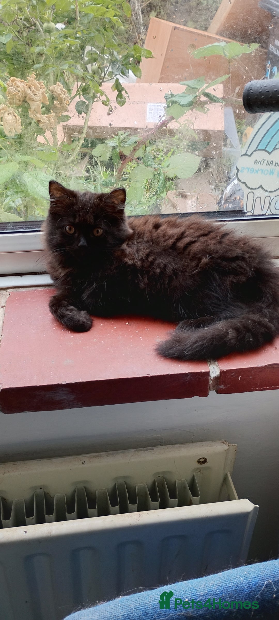 British Longhair cats for sale: Fully vaccinated kittens  - Image 10