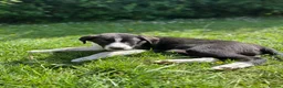 Border Collie dogs for sale: Working Border collie puppies  - Advert 8