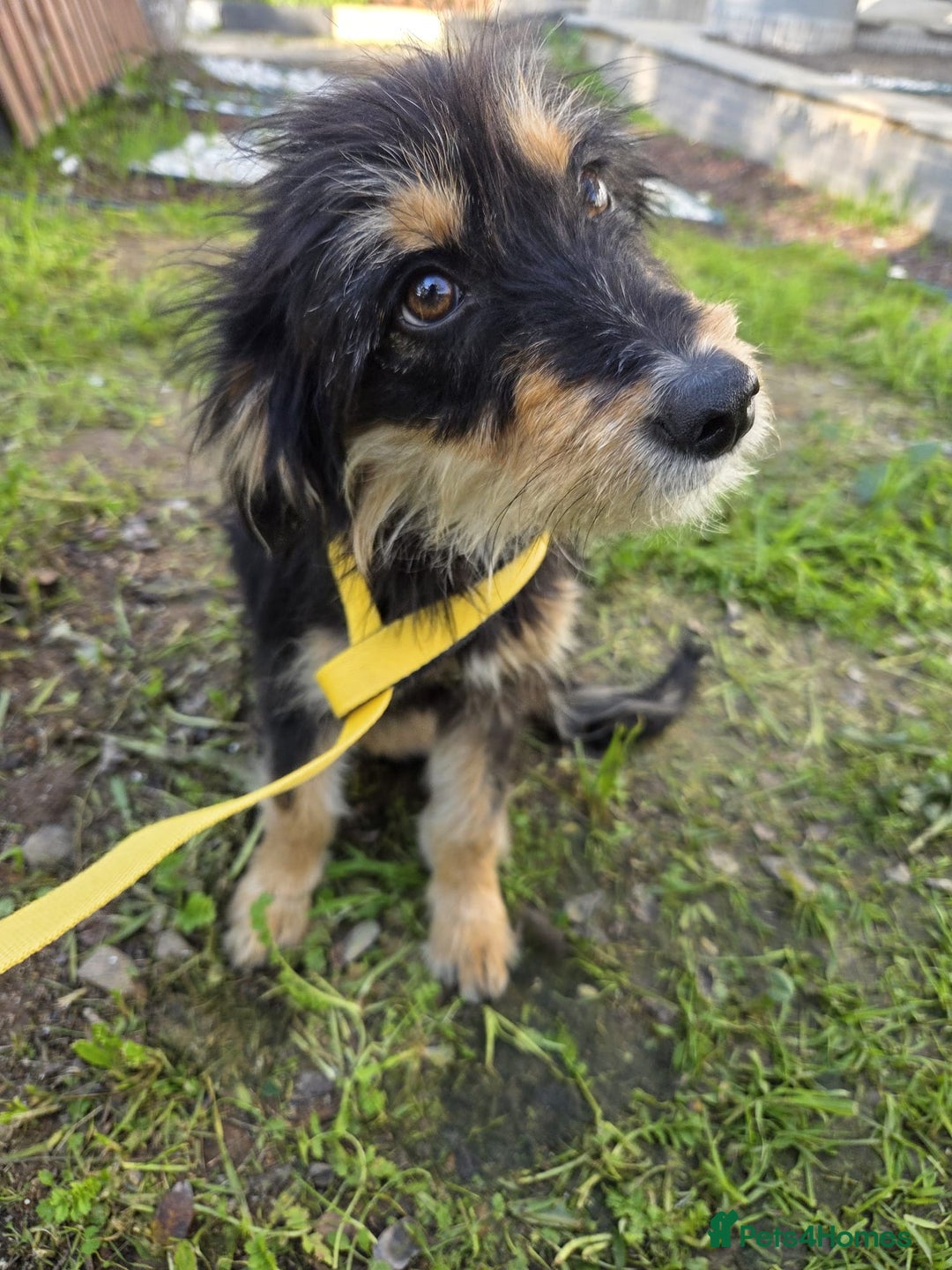 Mixed Breed dogs for adoption: Terrier Mix, 1 year Old Leyla is Ready for Adopt - Advert 3