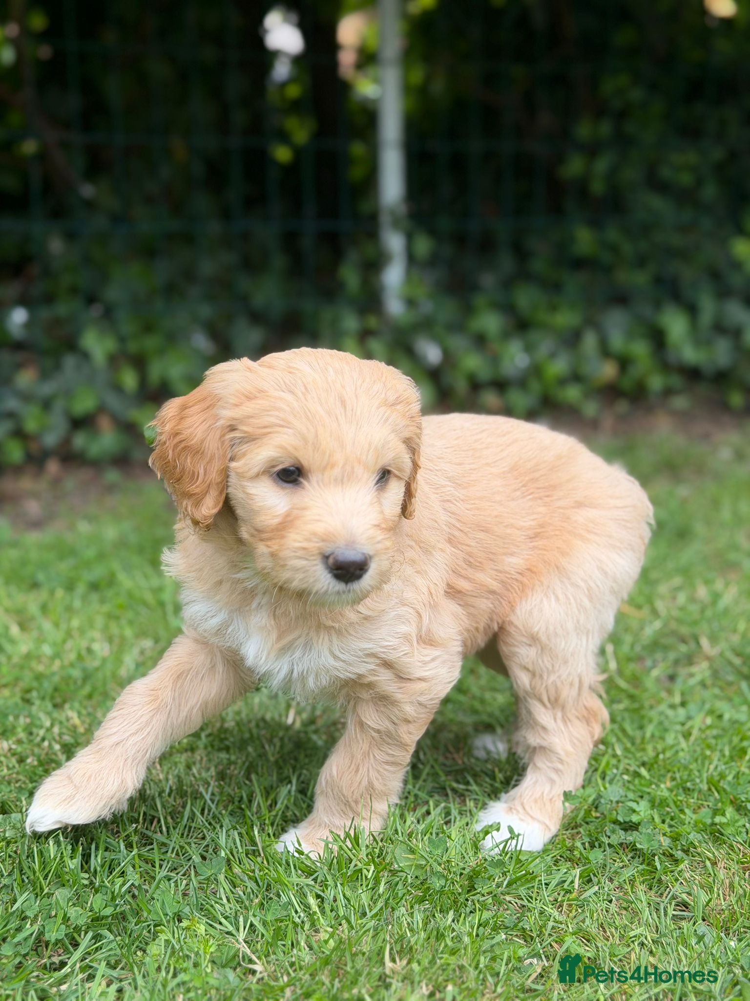 Mixed Breed dogs for sale: Adorable Australian fleece/wool Labradoodles - Advert 35
