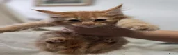 Maine Coon cats for sale: 🐾 Beautiful Maine Coon Kittens 🐾 - Advert 21