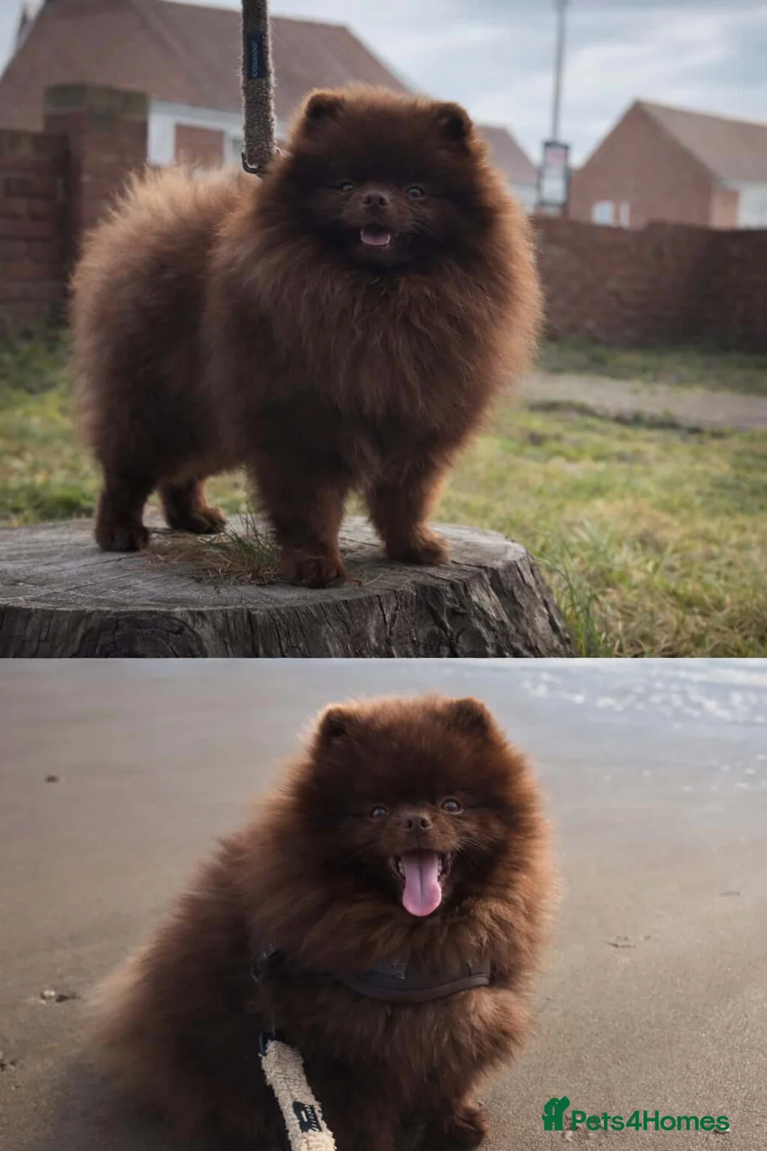 Pomeranian dogs for sale: Beautiful Chocolate Pomeranian Puppy - Advert 2