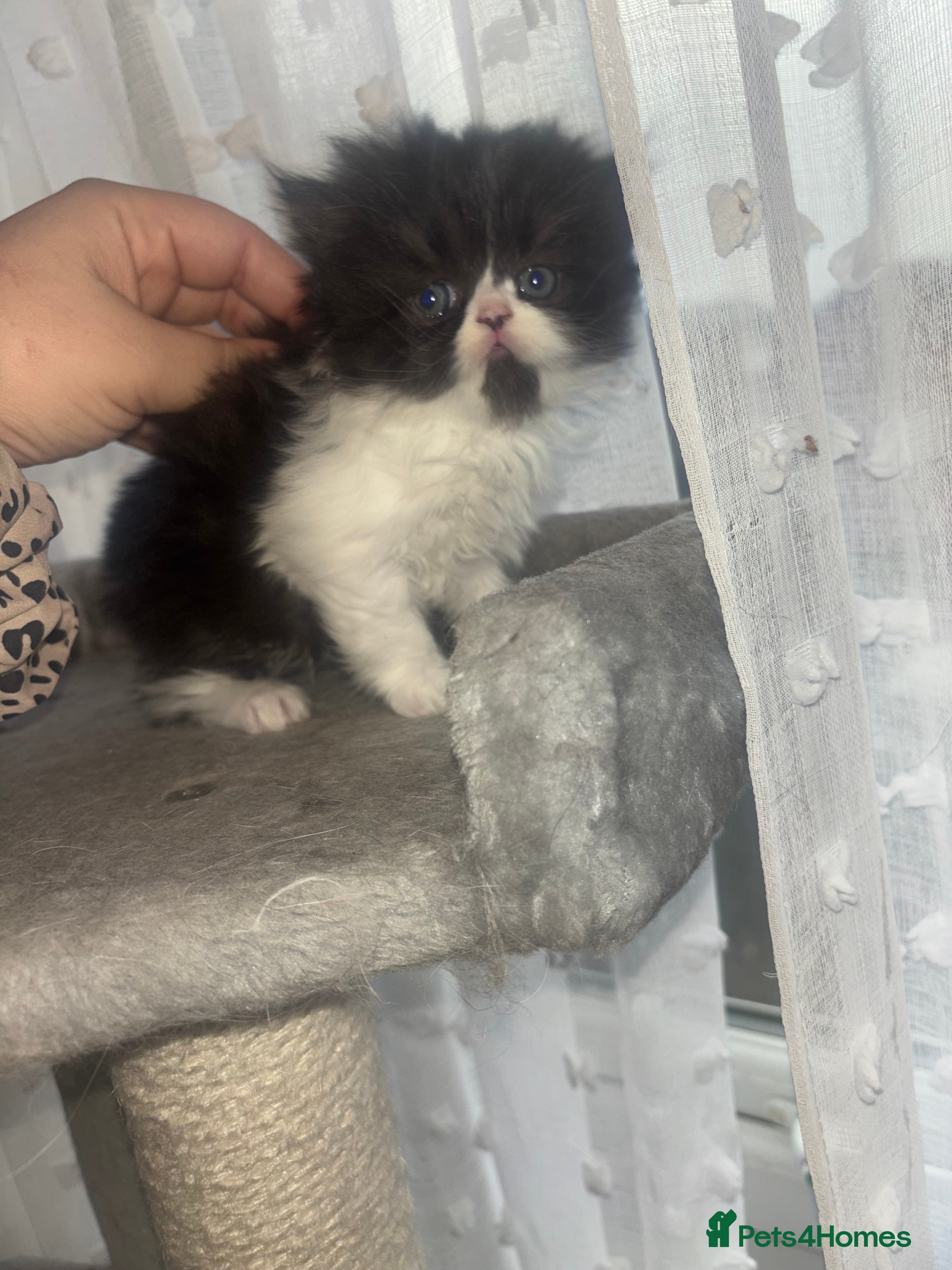 Persian cats Beautiful Persian baby’s  - Advert 6