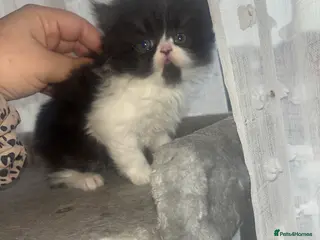 Persian cats Beautiful Persian baby’s - Advert 6