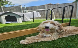 Cockapoo dogs for sale: Cockapoo Puppies - Image 11