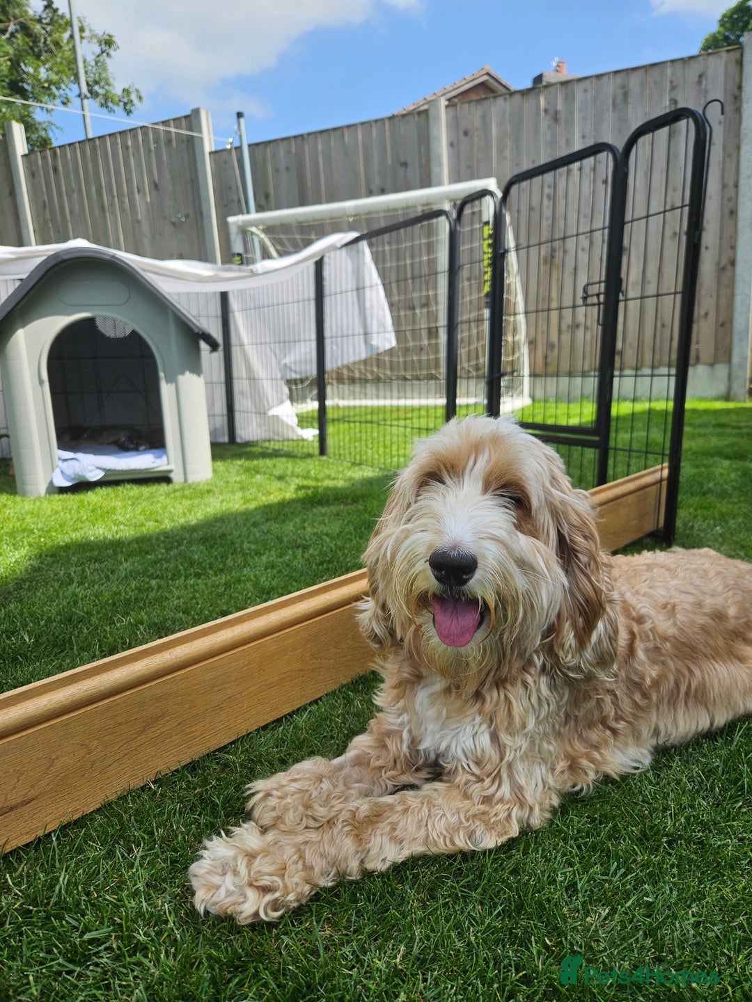 Cockapoo dogs for sale: Cockapoo Puppies - Image 11