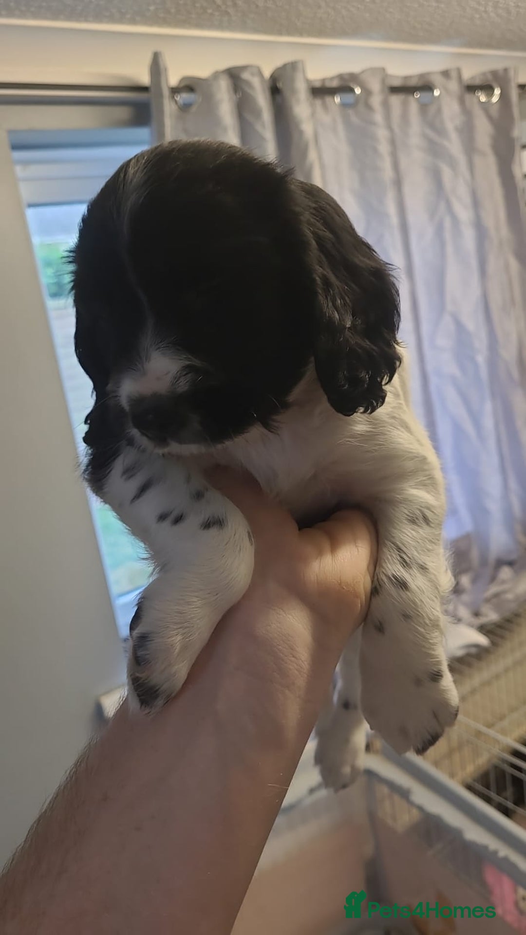English Springer Spaniel dogs for sale: Kc registered springer spaniel puppies  in Sturminster Newton - Image 4