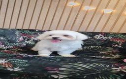 Maltese dogs for sale: Loving 8 month old puppy  - Image 4